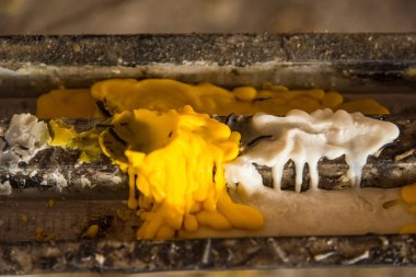 Tapınakta mumların üzerindeki mumları eritin.