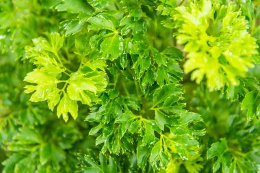 Yeşil yapraklı doğa arka planının yakın.