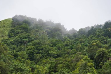 Yağmurdan sonra sisli orman. Tayland.