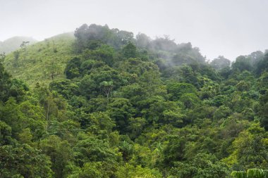 Yağmurdan sonra sisli orman. Tayland.