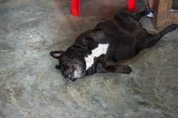 시멘트 바닥에 누워 프랑스 불독, 귀여운 개. — 스톡 사진