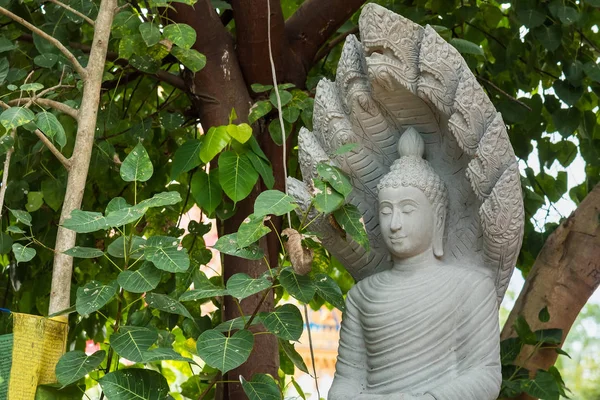 Estatua de Buda bajo el árbol Bodhi bajo el árbol Bodhi . — Foto de Stock