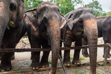 Kimliği belirsiz turistler Khao Kheow Açık 'taki filleri besliyor 