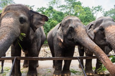 Kimliği belirsiz turistler Khao Kheow Açık 'taki filleri besliyor 