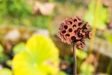 Depo, arka plan kurutulmuş lotus yaprak kadar kapalı.