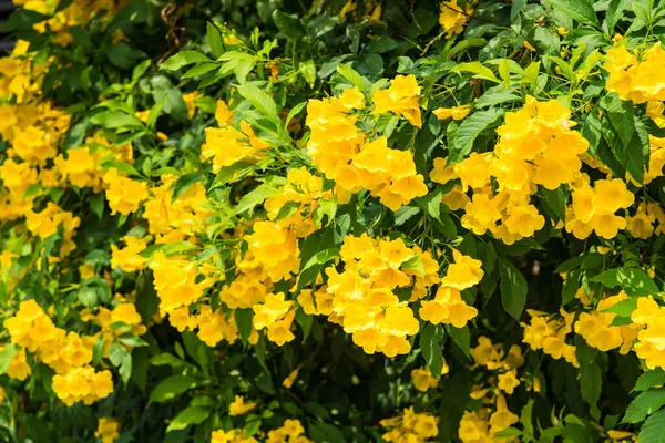 Hermoso fondo de la naturaleza en la temporada de verano. Flores amarillas — Foto de Stock