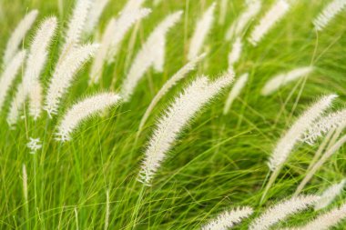 Çayır çimenliği ve güneş ışığıyla güzel bir arka plan. Seçici odak.