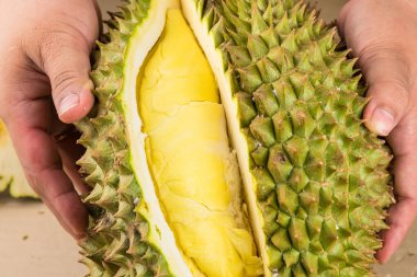 Durian mon tangası durian ve durian soyulmuş meyve tabağı tropikal durian 'ın beyaz arka planda sağlıklı durian meyvelerinin kralıdır.