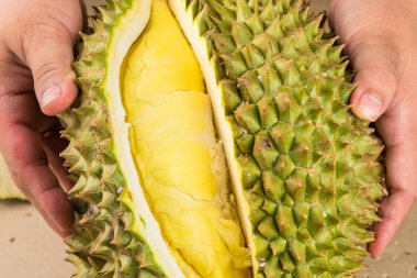 Durian mon tangası durian ve durian soyulmuş meyve tabağı tropikal durian 'ın beyaz arka planda sağlıklı durian meyvelerinin kralıdır.