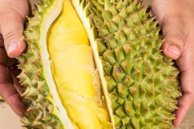 Durian mon tangası durian ve durian soyulmuş meyve tabağı tropikal durian 'ın beyaz arka planda sağlıklı durian meyvelerinin kralıdır.