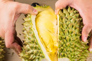 Durian mon tangası durian ve durian soyulmuş meyve tabağı tropikal durian 'ın beyaz arka planda sağlıklı durian meyvelerinin kralıdır.