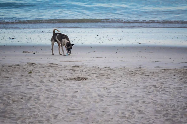 Cani Senzatetto Sulla Spiaggia — Foto Stock