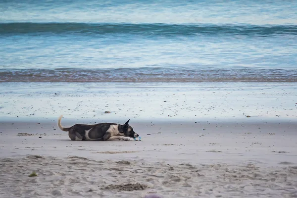 Cani Senzatetto Sulla Spiaggia — Foto Stock