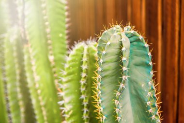 Güzel yeşil kaktüs Tayland 'da bahçede küçük karışımlar yapar..