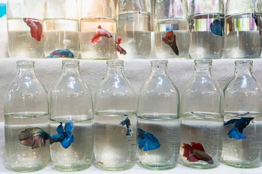 Betta yarım ay dövüşen balıklar kirli bir konteynırda yüzüyorlar..