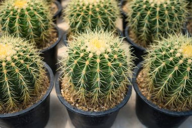 Altın fıçı kaktüsleri, dikenli dokularını ve çöl bitkilerinin cazibesini sergilemek için sera ortamında düzgünce düzenlenmiştir.