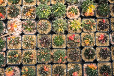 Dekoratif kullanım için bahçe merkezinde ya da çocuk odasında düzenlenmiş küçük kaplarda renkli kaktüslerin tepeden tırnağa görünümü