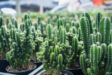 Sıralar halinde yeşil kaktüsler bir bitki bakım odasındaki siyah kaplarda, parlak güneş ışığı altında farklı türde kaktüsler sergiliyorlar.
