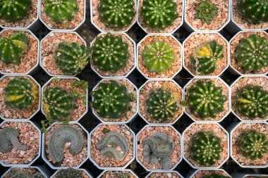 Dekoratif kullanım için bahçe merkezinde ya da çocuk odasında düzenlenmiş küçük kaplarda renkli kaktüslerin tepeden tırnağa görünümü