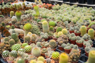 Bir serada veya bahçe merkezinde sergilenen çeşitli kaktüslerden ve sulu tencerelerden oluşan çeşitli bir koleksiyon.