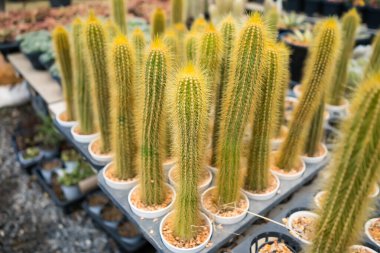 Bir bitki bakım odasındaki raflarda sergilenen uzun saksı kaktüsleri dikey büyümelerini ve altın renklerini gözler önüne seriyor.