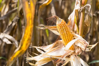 Kurumuş kabuklarla dolu olgun mısırların yakın çekimi, güneş ışığı altında mısır tarlalarıyla çevrili.