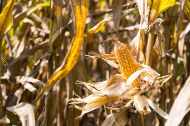 Kurumuş kabuklarla dolu olgun mısırların yakın çekimi, güneş ışığı altında mısır tarlalarıyla çevrili.