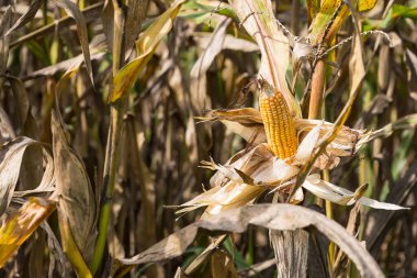 Kurumuş kabuklarla dolu olgun mısırların yakın çekimi, güneş ışığı altında mısır tarlalarıyla çevrili.