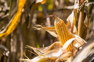 Kurumuş kabuklarla dolu olgun mısırların yakın çekimi, güneş ışığı altında mısır tarlalarıyla çevrili.