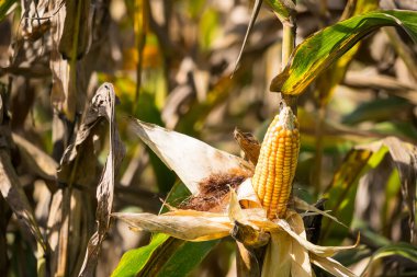 Kurumuş kabuklarla dolu olgun mısırların yakın çekimi, güneş ışığı altında mısır tarlalarıyla çevrili.