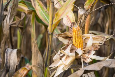 Kurumuş kabuklarla dolu olgun mısırların yakın çekimi, güneş ışığı altında mısır tarlalarıyla çevrili.