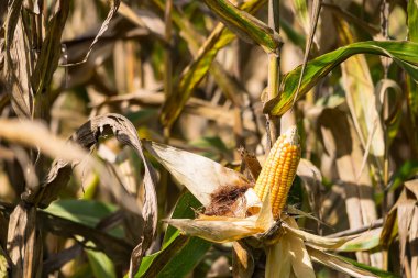 Kurumuş kabuklarla dolu olgun mısırların yakın çekimi, güneş ışığı altında mısır tarlalarıyla çevrili.