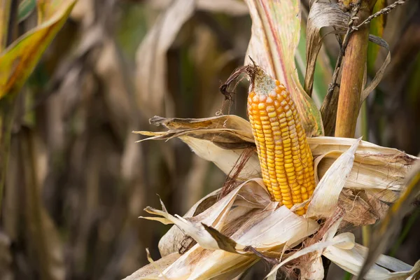 Kurumuş kabuklarla dolu olgun mısırların yakın çekimi, güneş ışığı altında mısır tarlalarıyla çevrili.
