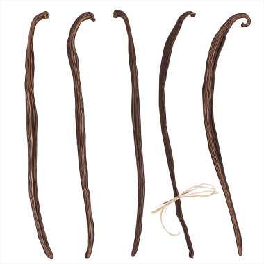 Vanilya pods, vektör çizim