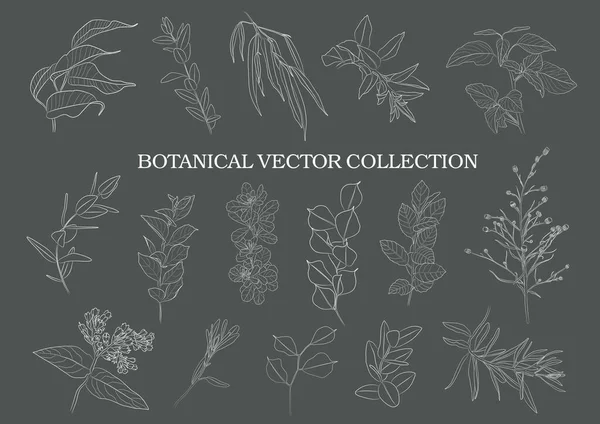 Botanical Garden Vector Collection Hand Drawn Plant Elements — Stock Vector