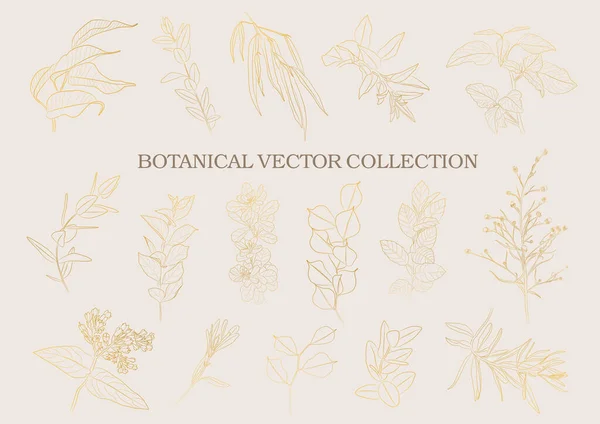 Βοτανικός Κήπος Συλλογή Διανυσματικών Φυτικών Στοιχείων Ζωγραφισμένων Στο Χέρι — Διανυσματικό Αρχείο