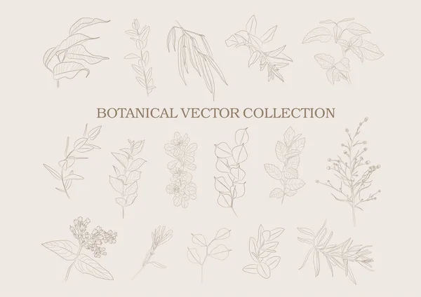 Botanical Garden Vector Collection Hand Drawn Plant Elements — Stock Vector