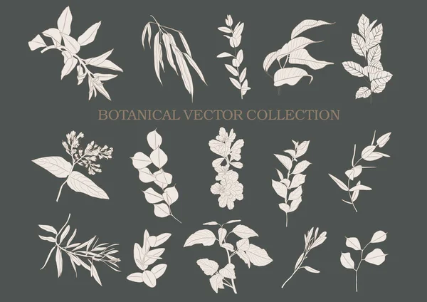 Βοτανικός Κήπος Συλλογή Διανυσματικών Φυτικών Στοιχείων Ζωγραφισμένων Στο Χέρι — Διανυσματικό Αρχείο