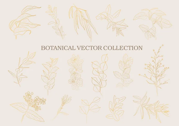 Jardín Botánico Colección Vectorial Elementos Vegetales Dibujados Mano — Archivo Imágenes Vectoriales