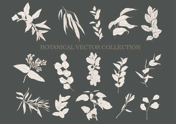 Botanischer Garten Vektorsammlung Handgezeichneter Pflanzenelemente — Stockvektor