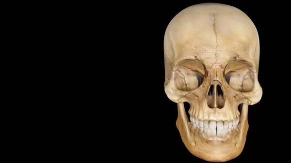 Artifical Human Skull Black Background Skull — Stock Photo, Image