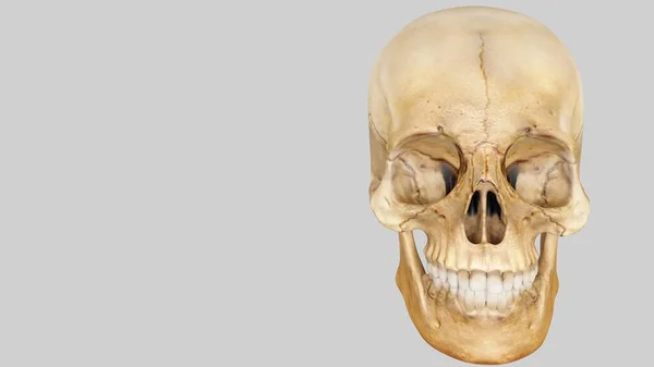 白い背景の人工人間の頭蓋骨頭蓋骨 — ストック写真