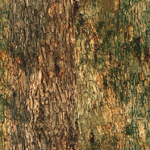 Old Oak Wood Texture Surface Close Photo Bark Tree Pattern — Stock Photo, Image