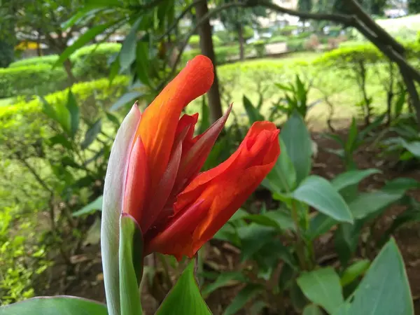 Red Tulips Fechar Jardim Livre — Fotografia de Stock