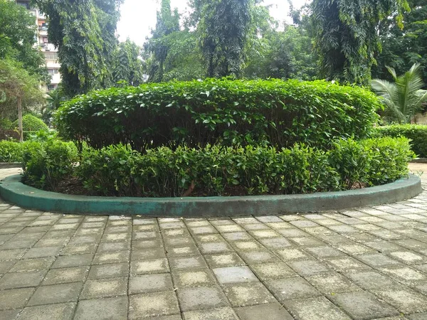 Albero Circolare Con Sentiero Nel Giardino Close Immagine — Foto Stock