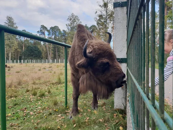 Kislány Bizont Eszik Jogdíjmentes Stock Képek