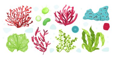 Su altı deniz bitkileri seti. Deniz akvaryumu flora, su bitkileri, mercan resifi su altı deniz yosunu okyanus bitkileri fitoplanktonlar, algler, laminarya, deniz yosunu tropikal deniz bitkisi su altı boyama vektörü.