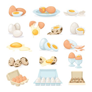 Taze ve haşlanmış yumurta. Tavuk, kırık bıldırcın yumurtası yumurta kabuğu ve yumurta sarısı, karton kutuda, yumurta yarısı yumurta sarısı, haşlanmış ve kızartılmış. Yemek malzemesi. Sağlıklı organik gıda çiftliği ürün vektörü