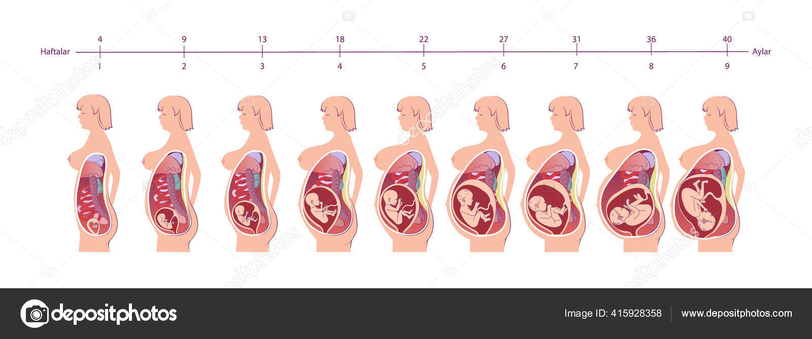 Normal Pregnancy Female Anatomy Stages Conception Childbirth Anatomy normal-pregnancy-female-anatomy-stages-conception-childbirth-anatomy