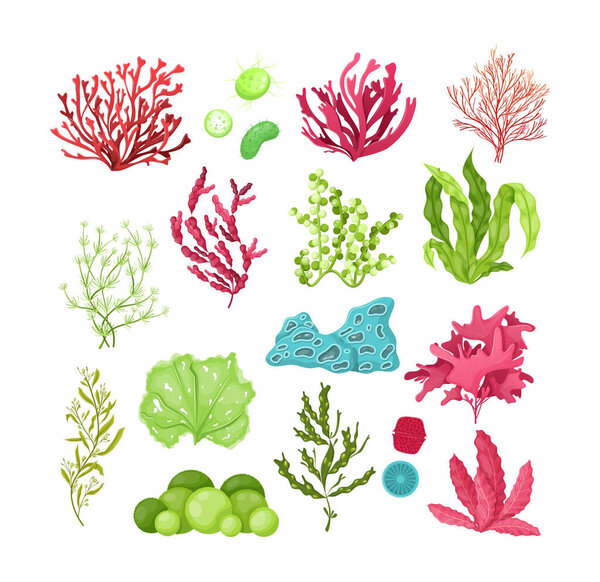 Underwater marine flora set. Marine aquarium flora, aqua plants, coral reef underwater seaweed ocean plants phytoplankton, algae, laminaria, sea moss tropical sea plant underwater painting vector